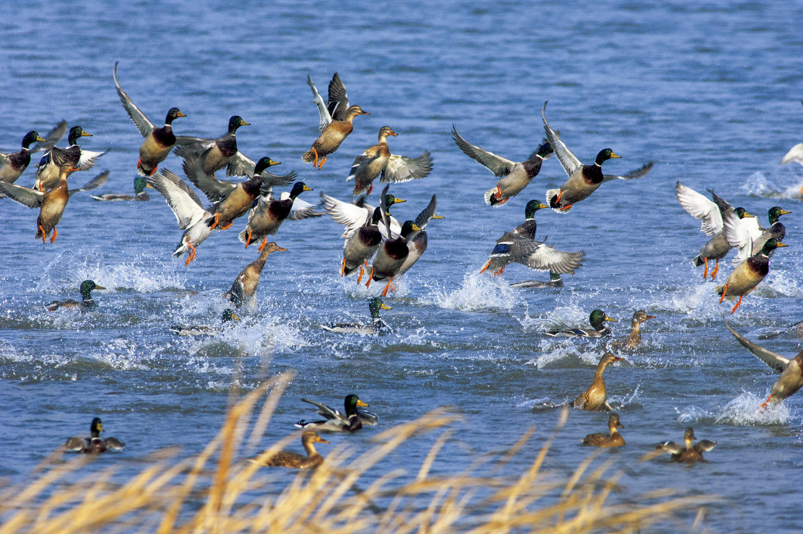 非法猎捕、收购野生动物数万只！法院认定构成非法狩猎罪，二十二名被告人获刑