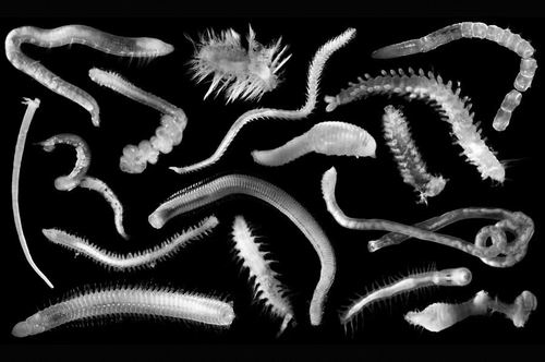 深海矿区发现5000新物种