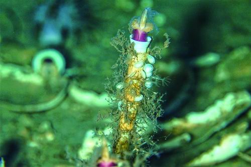 揭秘极端环境下管状蠕虫氮循环印记