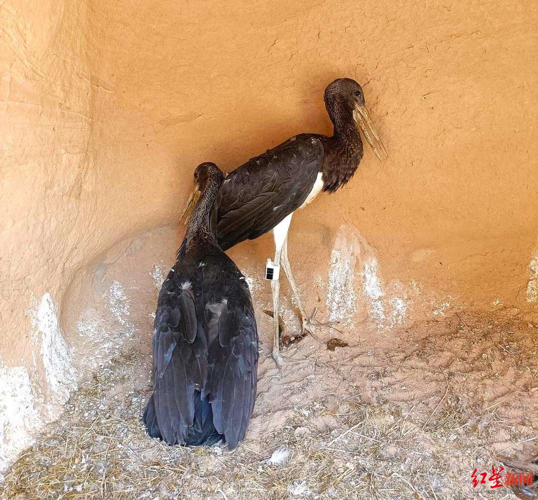 一只“鸟中大熊猫”黑鹳的南迁北归之路：184天，从甘肃飞到缅甸再“回家”