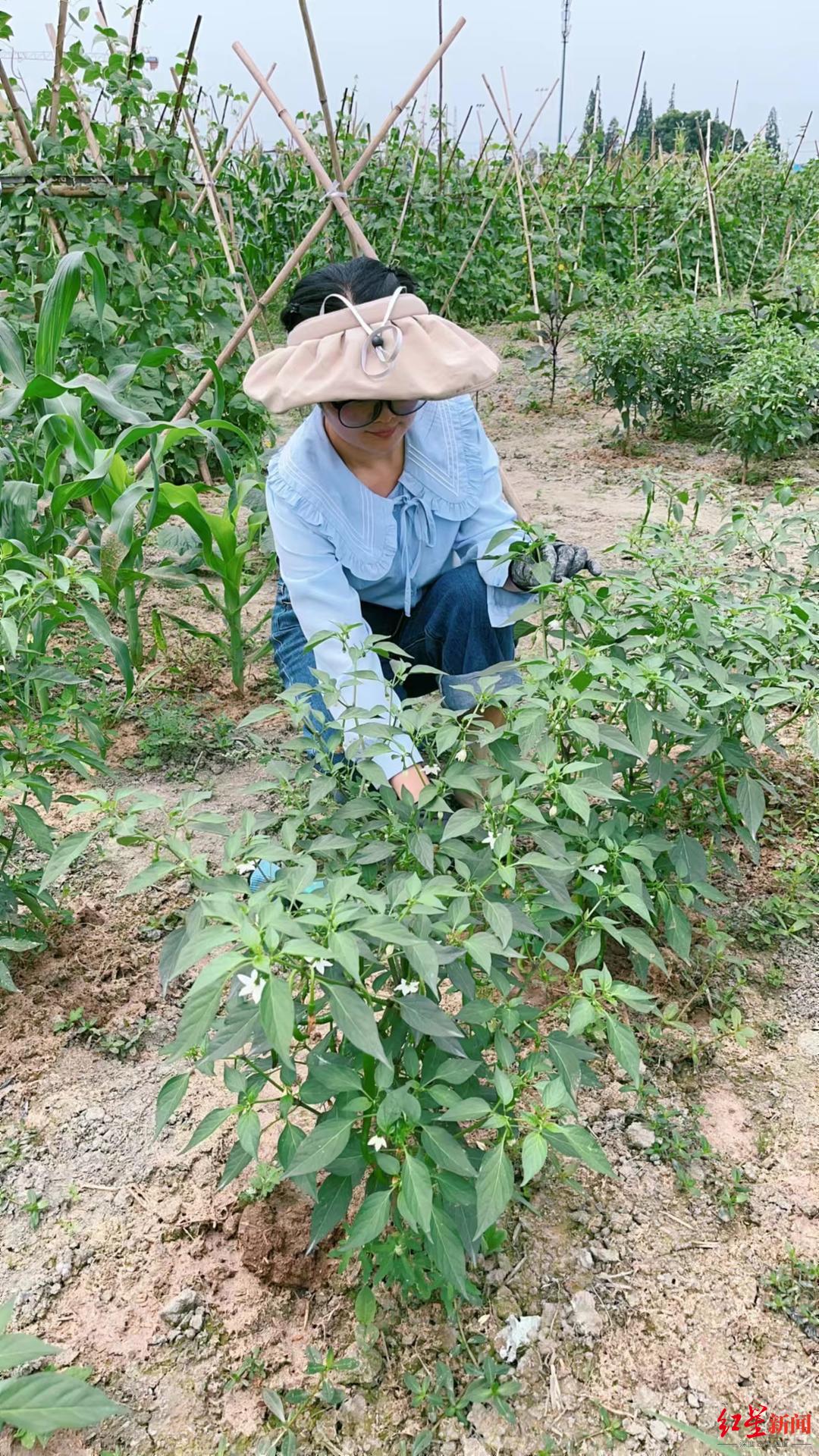 “庭院经济”里的新农人：在成都乡村，把生活过成诗歌