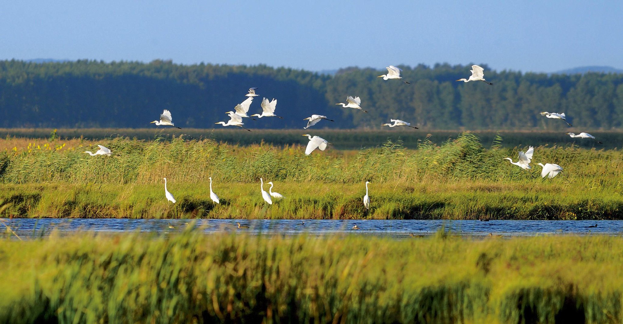 守护“地球之肾”!最高人民法院发布湿地生态保护典型案例