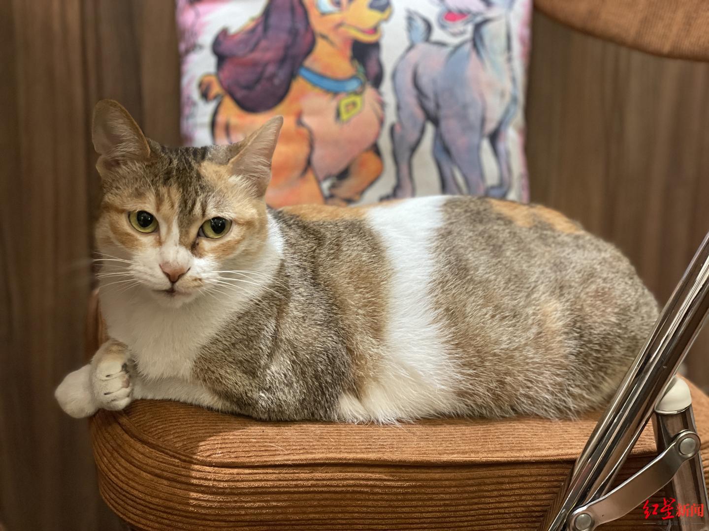 广东一男子凌晨街头将猫狠狠摔打致重伤 当地派出所：已行政拘留