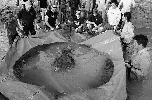 最大淡水鱼引发生态关注