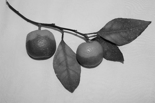 揭示柑桔黄龙病菌侵染宿主的新机制