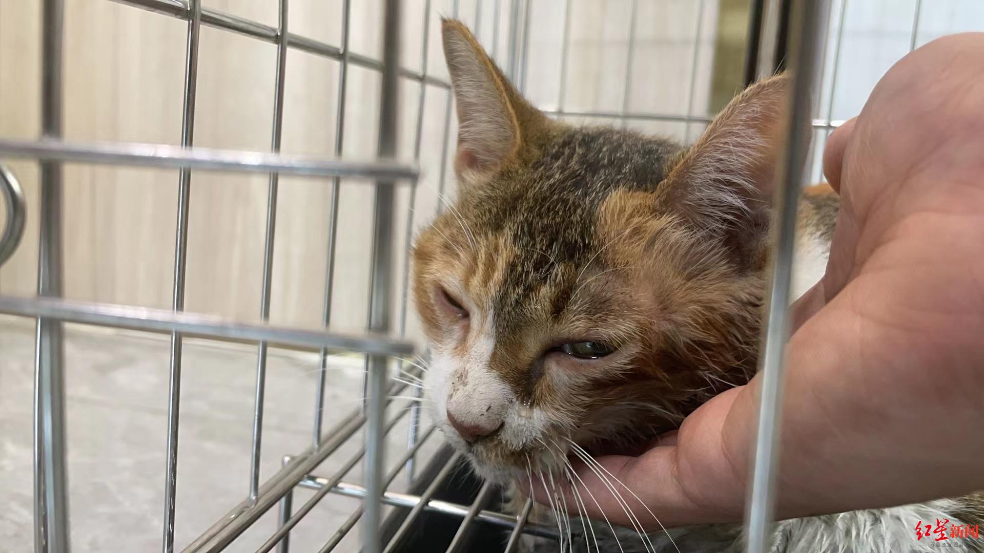 广东一男子凌晨街头将猫狠狠摔打致重伤 当地派出所：已行政拘留