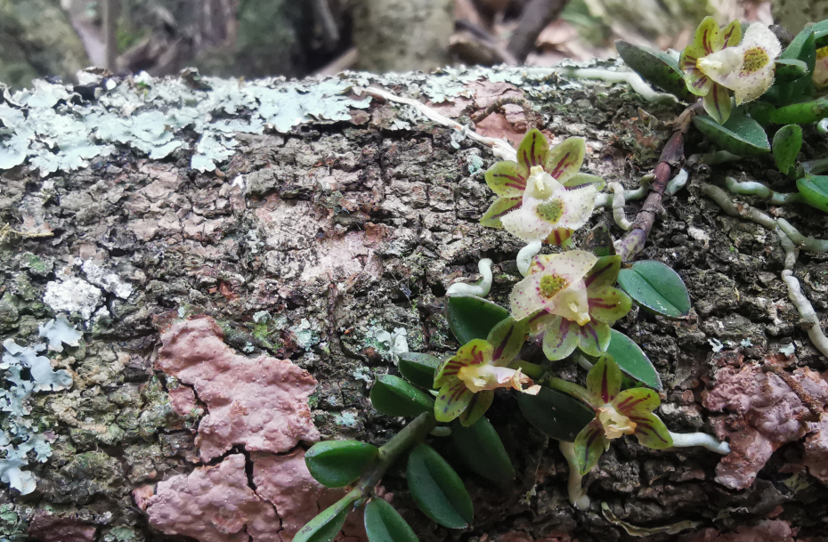 四川卧龙：发现并命名5种植物新物种