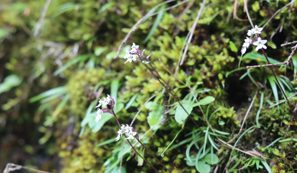 四川卧龙：发现并命名5种植物新物种