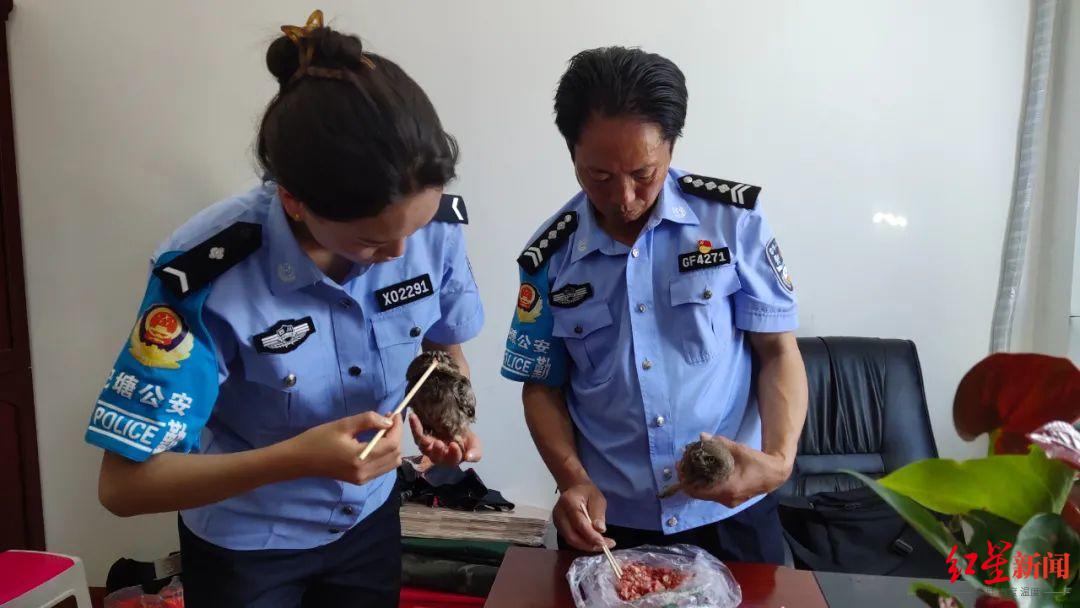 四川巴塘公安救助3只猫头鹰幼崽 网友：小家伙们是来公安局过儿童节的！