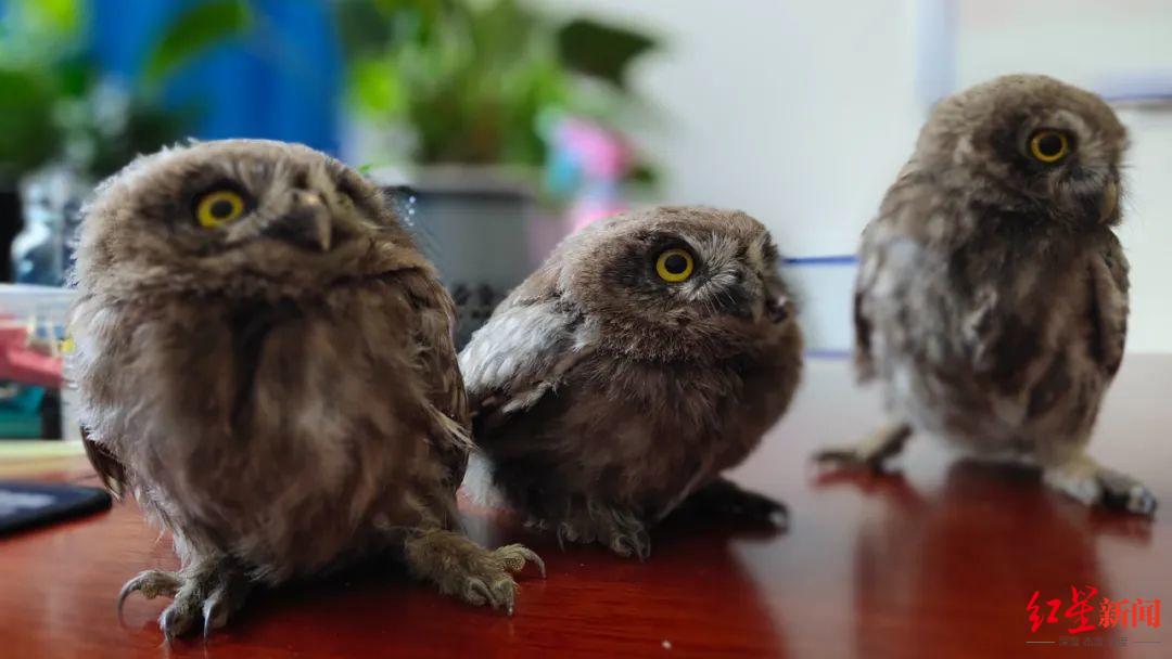 四川巴塘公安救助3只猫头鹰幼崽 网友：小家伙们是来公安局过儿童节的！