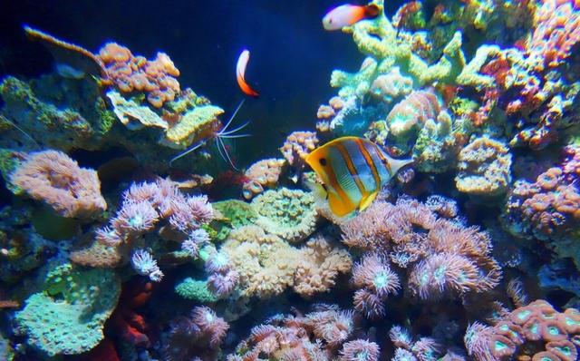 探索梦境奥秘，频繁梦见大鱼游泳的深层含义与解析