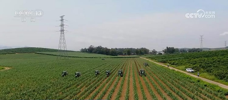 央视网：现代农业机械助力 30万亩糖料蔗进入夏管关键期