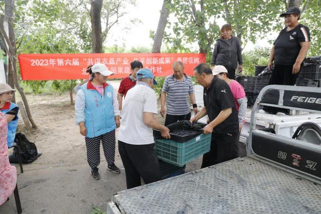 北京亦辰園果蔬專業合作社桑椹收購現場。受訪者供圖