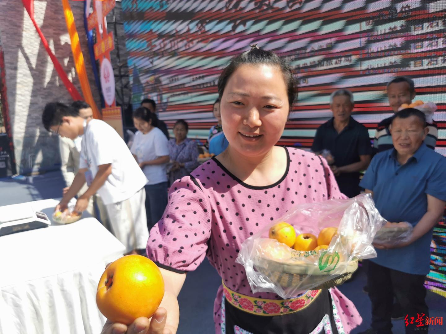 北川石椅羌寨“枇杷王”出炉: 10个枇杷1.06公斤,农户一年卖枇杷收入10余万