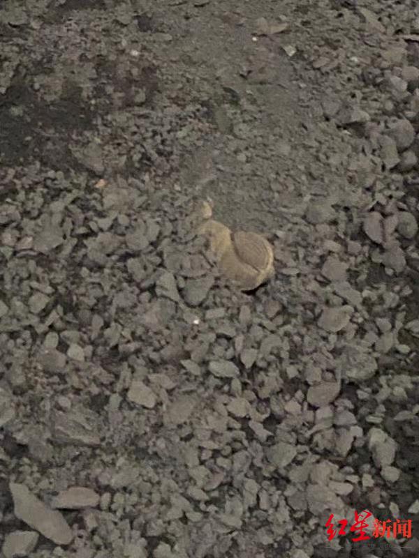 广西一男子卷入碎石机死亡 水泥厂负责人:事发时工人不知情,工厂已停产