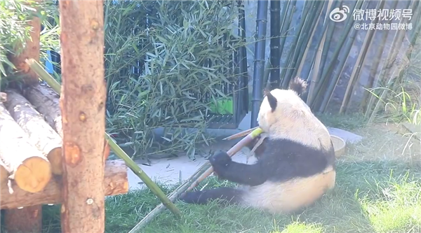 “丫丫”最新干饭视频来了 悠闲自在:网友点赞称早该从美国回来