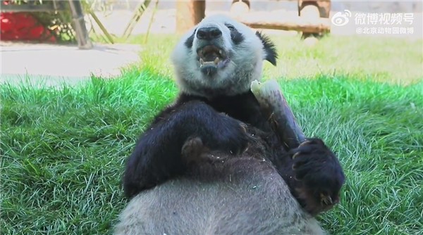 “丫丫”最新干饭视频来了 悠闲自在:网友点赞称早该从美国回来