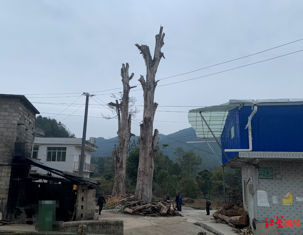 贵州300岁桢楠遭犯罪团伙“下毒” 林业部门:已赴现场处理,还在努力修复