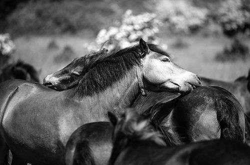 追踪项圈在动物漫步时自动供电