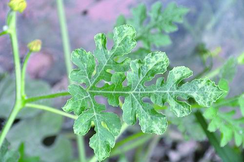 西瓜抗黄瓜绿斑驳花叶病毒基因找到了