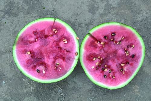 西瓜是什么植物类型 6b0e-6c3ed6bf99e61e5e6ca70b39c0f09ee6.jpg