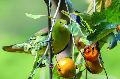 鼎湖山保护区首次发现厚嘴绿鸠和楔尾绿鸠