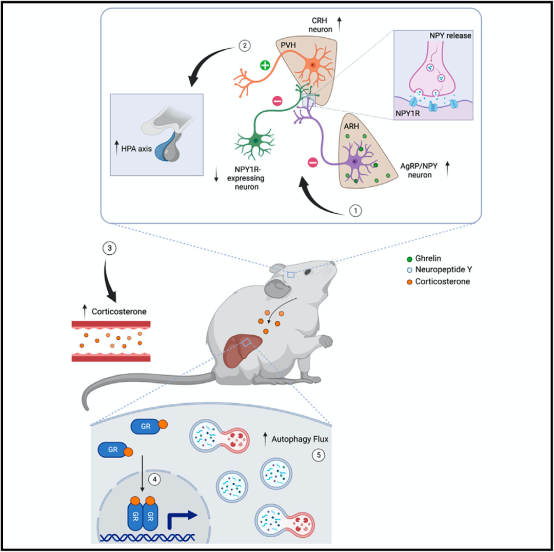 《细胞·代谢》:刷新认知!科学家首次发现,禁食会激活大脑特定神经元,增强肝脏自噬