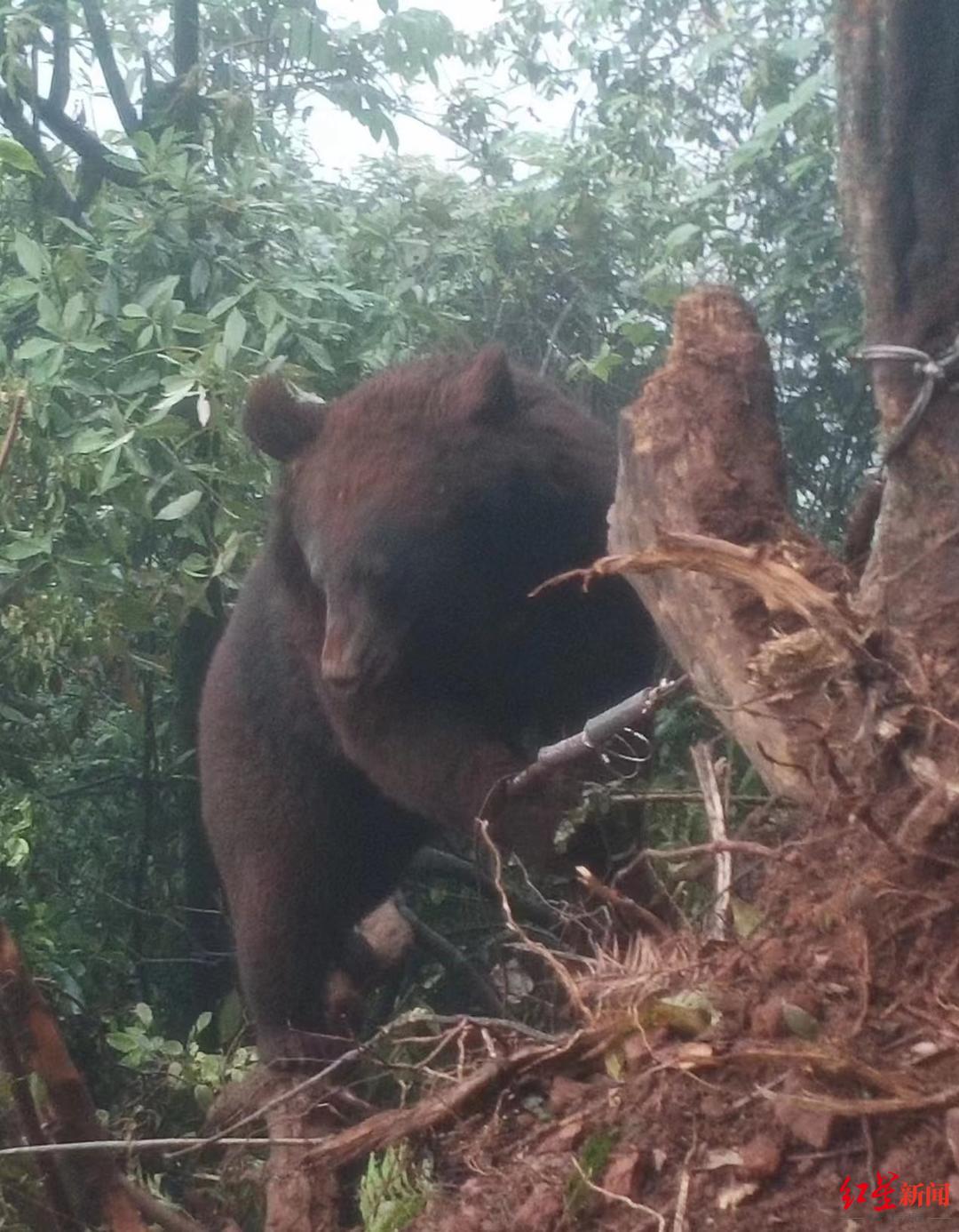 一头黑熊被钢绳套住困在悬崖边 警方：钢绳系人为下套，嫌疑人已被抓