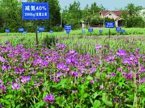 减氮40%!这种绿肥再“翻红”