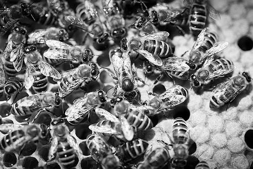 后代变“祖先”?人工选择干扰进化研究