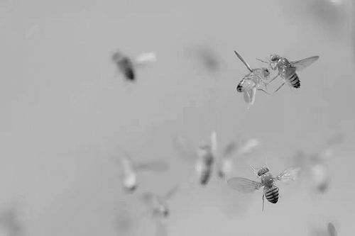 看见死苍蝇同伴死得快