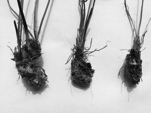 黄连病害防控研究获进展