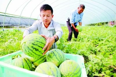 西瓜怎么种植最快 ec71-4965f9aae83ca32511721cbbe128641d.jpg