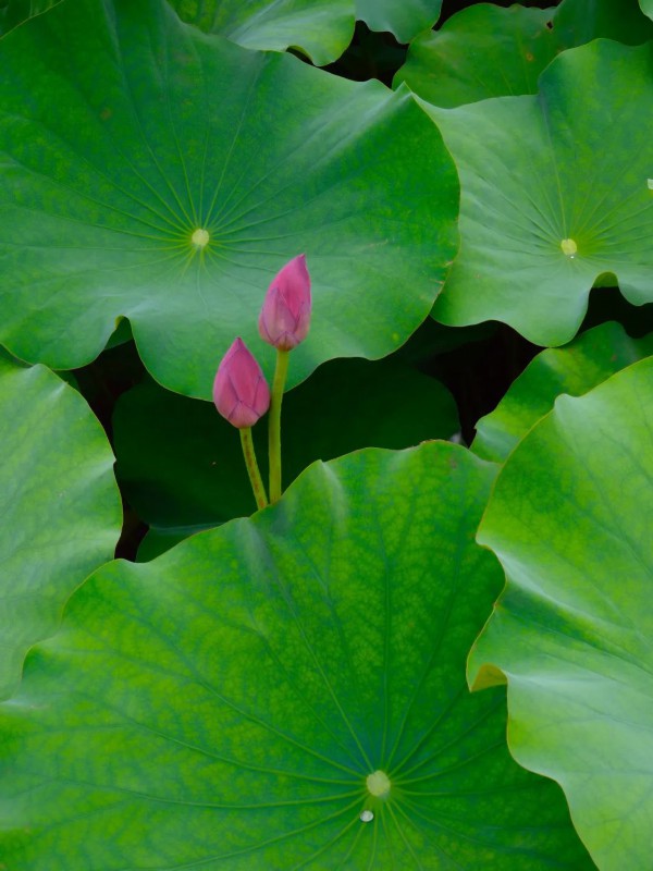 什么样的池塘开满了啥样的荷叶 c1b7-99ebc5aa45bc35133c76698afc53cb5e.jpg