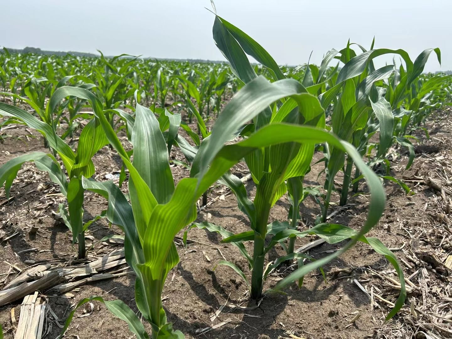 长春市：强化科技支撑，让黑土地保护更接地气