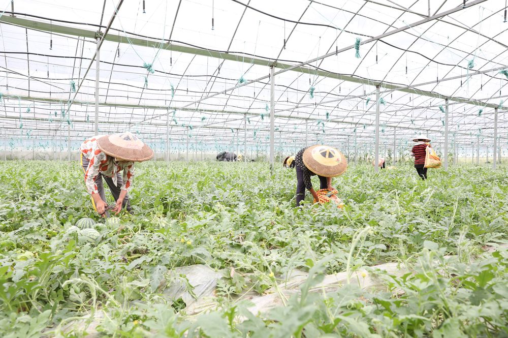 西瓜怎么种植育苗 7ba3-4473a23bcc3af1835f1801cb75e27734.jpg