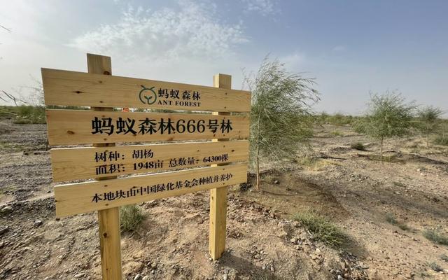 图注:蚂蚁森林666号林在甘肃金塔县种植胡杨