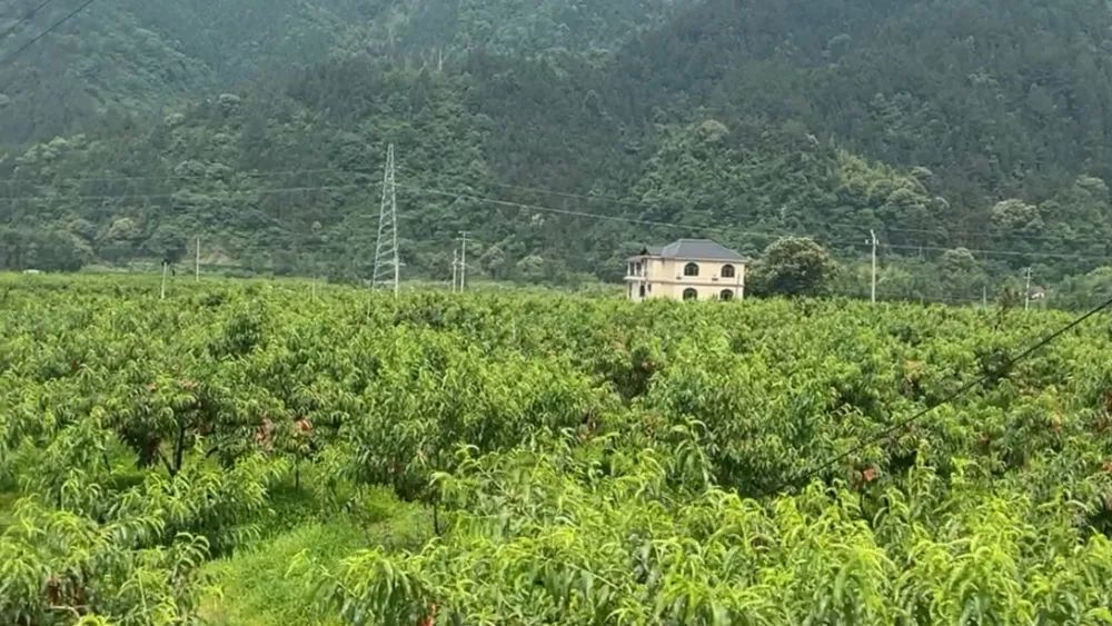 图为中村瑶族乡黄桃产业园
