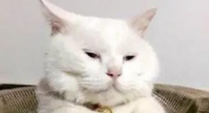 弘元绿能股价站上5日均线，阳包阴能否一扫颓势？看15次回测数据n