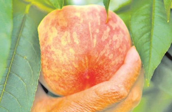 怎么进入桃子组内部 bac7-d151b2d7c1fcdf4ccc1dd1ba49b18b54.jpg