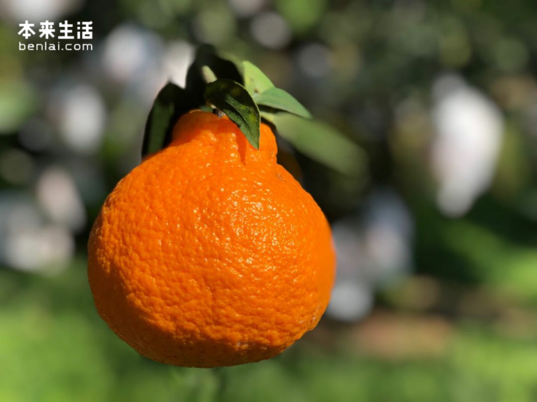 本来生活定制的“不知火”柑橘