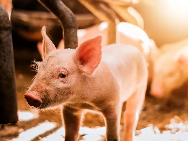 负债亏损“双高” 猪企仍在“苦扛”