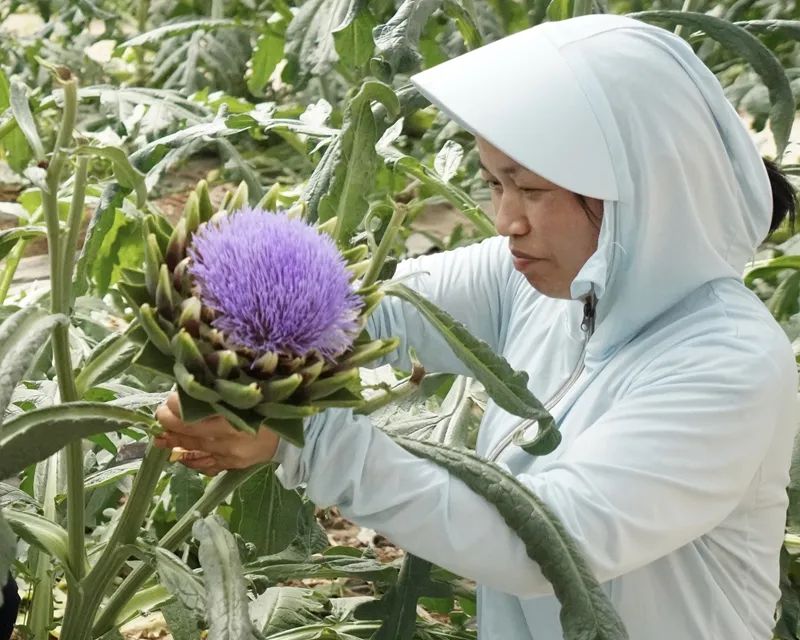 湖南省常德市的朝鲜蓟产业有效带动周边农户增收。受访者供图