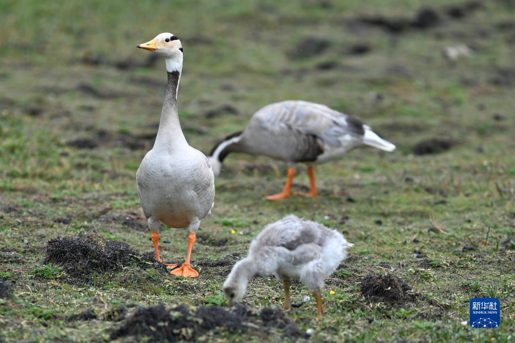 甘肃省省鸟 6fb4-1df4ada4162aeb062cc37f4c46f29ba8.jpg