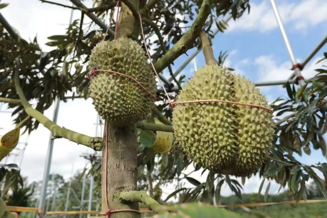 海南榴莲。受访者供图