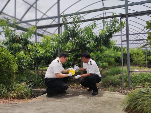 浦东海关关员在水蜜桃桃园开展病虫害防控监测。(杨璐 摄)