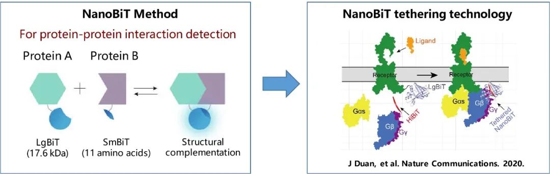 图4 经典NanoBiT方法与NanoBiT交联技术基本原理