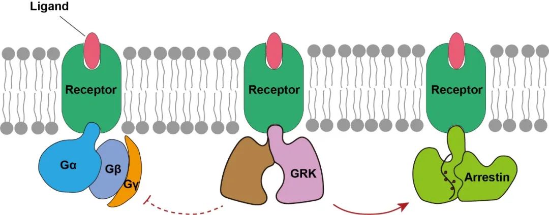 图1 GPCRs信号转导领域最关键的三个科学问题