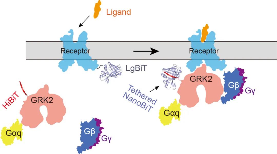 图5 NanoBiT交联技术应用于NTSR1-GRK2复合物组装的基本策略