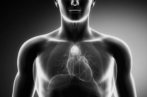 新研究推翻“胸腺无用”论